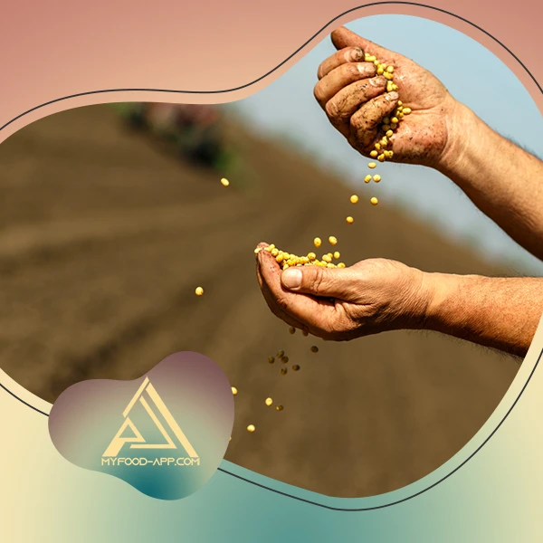 نگرانی‌ها در مورد سویا و هورمون های مردانه