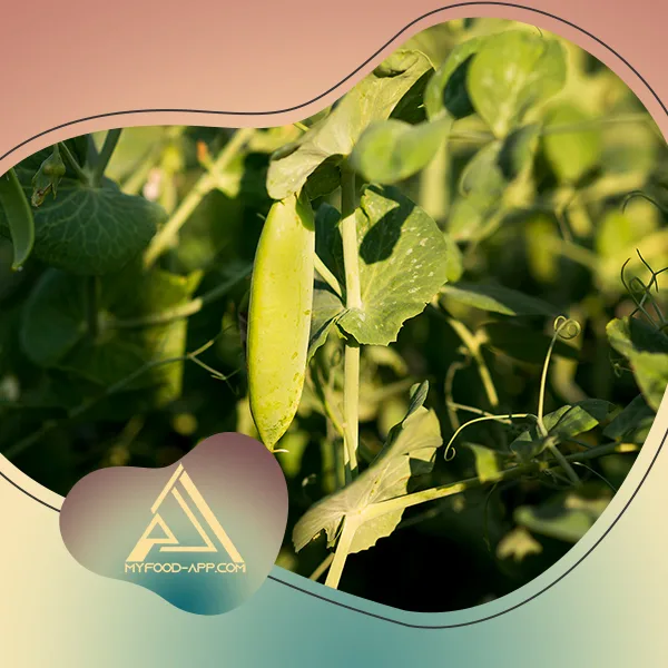 رابطه مصرف سویا و سرطان