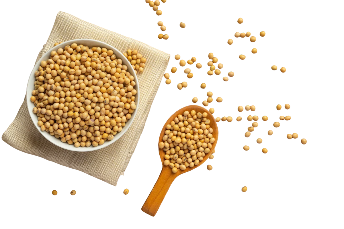 خرید سویا قیمت سویا