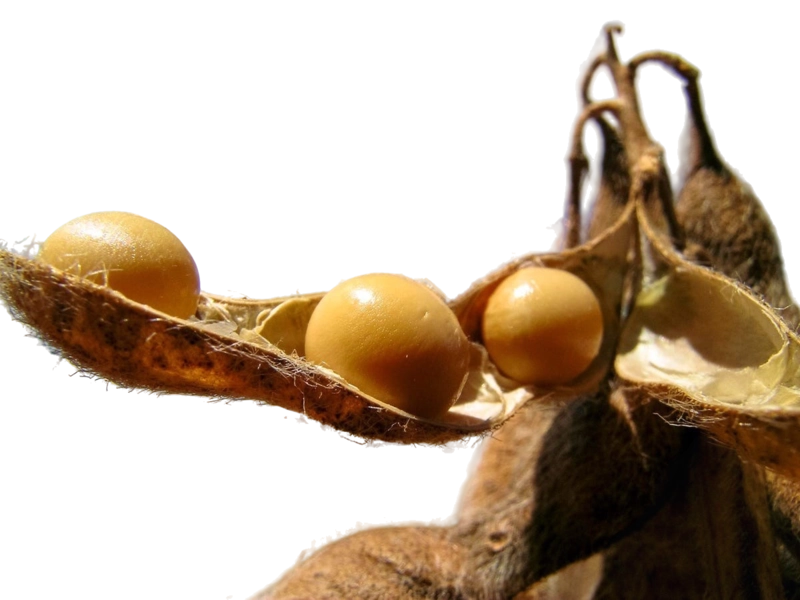 خرید سویا خام